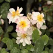 Kép 2/3 - Rosa 'Talas' - rózsaszín - fehér - törpe - mini rózsa