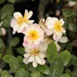 Rosa 'Talas' - rózsaszín - fehér - törpe - mini rózsa