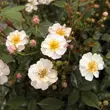 Kép 3/3 - Rosa 'Talas' - rózsaszín - fehér - törpe - mini rózsa