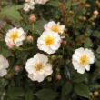 Rosa 'Talas' - rózsaszín - fehér - törpe - mini rózsa