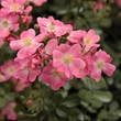 Kép 1/3 - Rosa 'Budai Lina emléke' - rózsaszín - talajtakaró rózsa