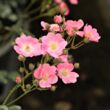 Rosa 'Budai Lina emléke' - rózsaszín - talajtakaró rózsa