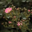 Kép 3/3 - Rosa 'Budai Lina emléke' - rózsaszín - talajtakaró rózsa