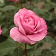 Kép 1/3 - Rosa 'Abrud' - rózsaszín - parkrózsa