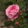 Kép 2/3 - Rosa 'Abrud' - rózsaszín - parkrózsa
