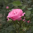 Kép 3/3 - Rosa 'Abrud' - rózsaszín - parkrózsa