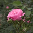 Kép 3/3 - Rosa 'Abrud' - rózsaszín - parkrózsa