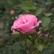 Rosa 'Abrud' - rózsaszín - parkrózsa