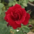 Kép 1/3 - Rosa 'Bánát' - vörös - climber, futó rózsa