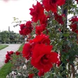 Kép 2/3 - Rosa 'Bánát' - vörös - climber, futó rózsa