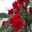 Rosa 'Bánát' - vörös - climber, futó rózsa