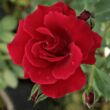Rosa 'Bánát' - vörös - climber, futó rózsa
