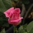 Rosa 'Diósgyőr' - rózsaszín - virágágyi floribunda rózsa