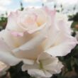Kép 1/3 - Rosa 'Anniversary Waltz™' - fehér - teahibrid rózsa