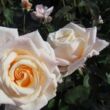 Rosa 'Anniversary Waltz™' - fehér - teahibrid rózsa