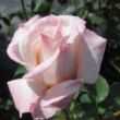 Kép 3/3 - Rosa 'Anniversary Waltz™' - fehér - teahibrid rózsa