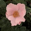 Kép 1/3 - Rosa 'Fáy Aladár' - narancssárga - rózsaszín - parkrózsa