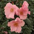Kép 2/3 - Rosa 'Fáy Aladár' - narancssárga - rózsaszín - parkrózsa