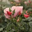Rosa 'Fáy Aladár' - narancssárga - rózsaszín - parkrózsa
