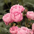 Kép 1/3 - Rosa 'Hadikfalva' - rózsaszín - virágágyi polianta rózsa