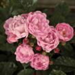 Rosa 'Hadikfalva' - rózsaszín - virágágyi polianta rózsa
