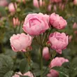 Kép 3/3 - Rosa 'Hadikfalva' - rózsaszín - virágágyi polianta rózsa