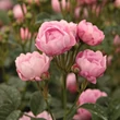Kép 3/3 - Rosa 'Hadikfalva' - rózsaszín - virágágyi polianta rózsa