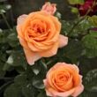 Kép 2/3 - Rosa 'Rozália' - narancssárga - climber, futó rózsa