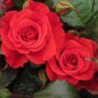 Kép 2/3 - Rosa 'Best Dad™' - vörös - teahibrid rózsa