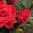 Kép 3/3 - Rosa 'Best Dad™' - vörös - teahibrid rózsa