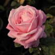 Kép 1/3 - Rosa 'Kós Károly emléke' - rózsaszín - teahibrid rózsa