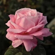 Kép 2/3 - Rosa 'Kós Károly emléke' - rózsaszín - teahibrid rózsa
