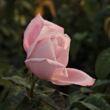 Rosa 'Kós Károly emléke' - rózsaszín - teahibrid rózsa