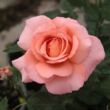 Kép 1/3 - Rosa 'Törökbálint' - rózsaszín - teahibrid rózsa