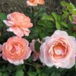 Rosa 'Törökbálint' - rózsaszín - teahibrid rózsa
