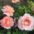 Kép 2/3 - Rosa 'Törökbálint' - rózsaszín - teahibrid rózsa