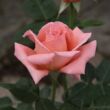 Kép 3/3 - Rosa 'Törökbálint' - rózsaszín - teahibrid rózsa