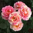 Kép 2/3 - Rosa 'Claude Monet™' - vörös - sárga - teahibrid rózsa