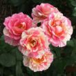 Kép 2/3 - Rosa 'Claude Monet™' - vörös - sárga - teahibrid rózsa