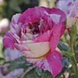 Kép 3/3 - Rosa 'Claude Monet™' - vörös - sárga - teahibrid rózsa