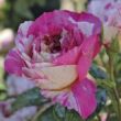 Rosa 'Claude Monet™' - vörös - sárga - teahibrid rózsa