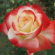 Kép 1/3 - Rosa 'Impératrice Farah™' - fehér - vörös - teahibrid rózsa