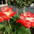 Rosa 'Impératrice Farah™' - fehér - vörös - teahibrid rózsa