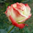 Kép 3/3 - Rosa 'Impératrice Farah™' - fehér - vörös - teahibrid rózsa