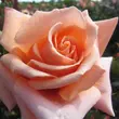 Kép 1/3 - Rosa 'True Friend™' - rózsaszín - virágágyi floribunda rózsa