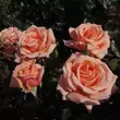 Kép 2/3 - Rosa 'True Friend™' - rózsaszín - virágágyi floribunda rózsa