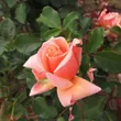 Kép 3/3 - Rosa 'True Friend™' - rózsaszín - virágágyi floribunda rózsa