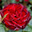 Kép 1/3 - Rosa 'A pesti srácok emléke' - vörös - virágágyi floribunda rózsa