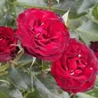 Kép 2/3 - Rosa 'A pesti srácok emléke' - vörös - virágágyi floribunda rózsa