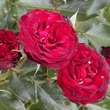 Kép 2/3 - Rosa 'A pesti srácok emléke' - vörös - virágágyi floribunda rózsa